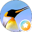 Blackjay